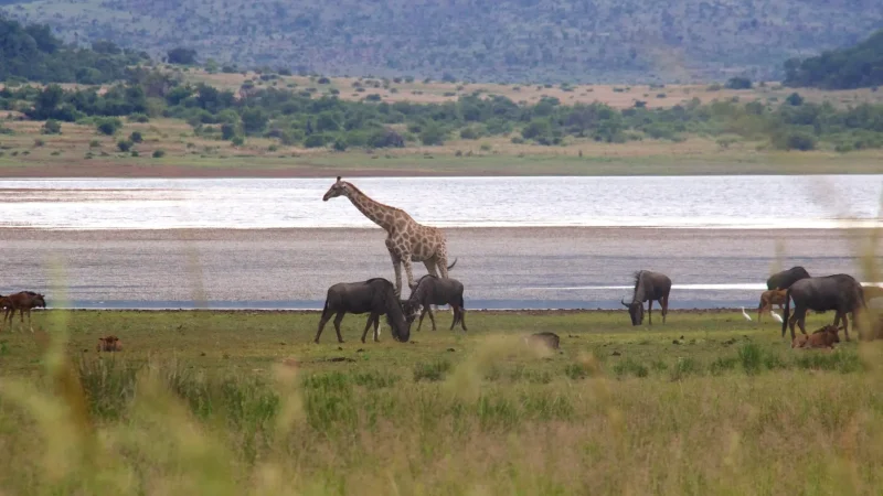 Game_Viewing_Hides_тАУ_Wildlife_observation_spots_01
