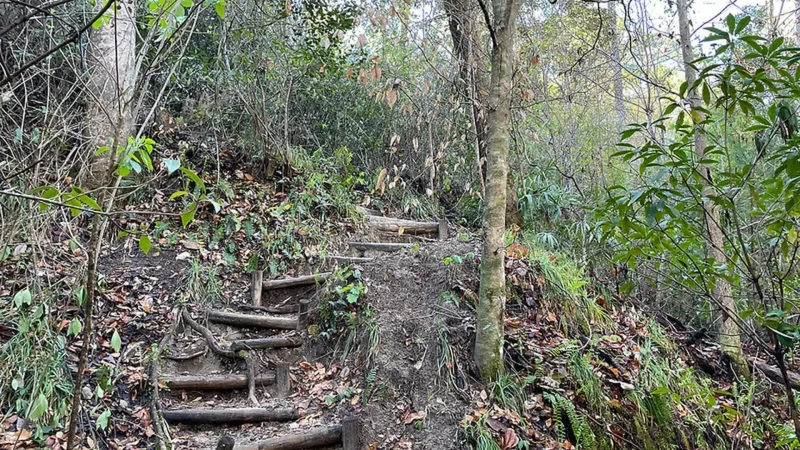 Garden_of_Eden_тАУ_Indigenous_forest_trails_01