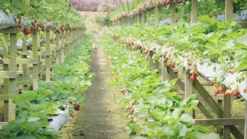Genting Highlands Strawberry Leisure Farm(4)