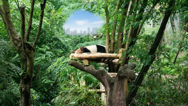 Giant Panda Breeding Base – Main Conservation Center(5)
