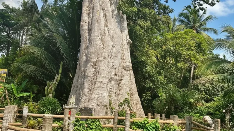 Giant Rain Tree (Ton Yang Na Yai)(1)