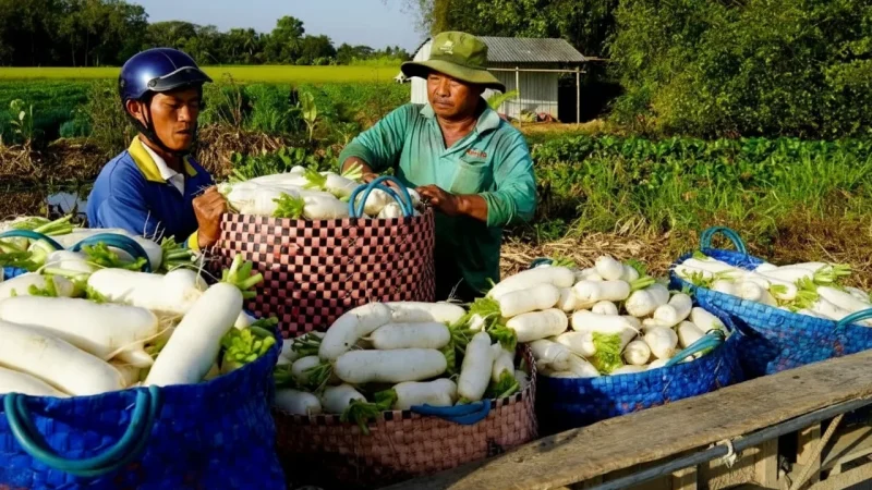 Giáp Bát Market – Busy Local Market(4)