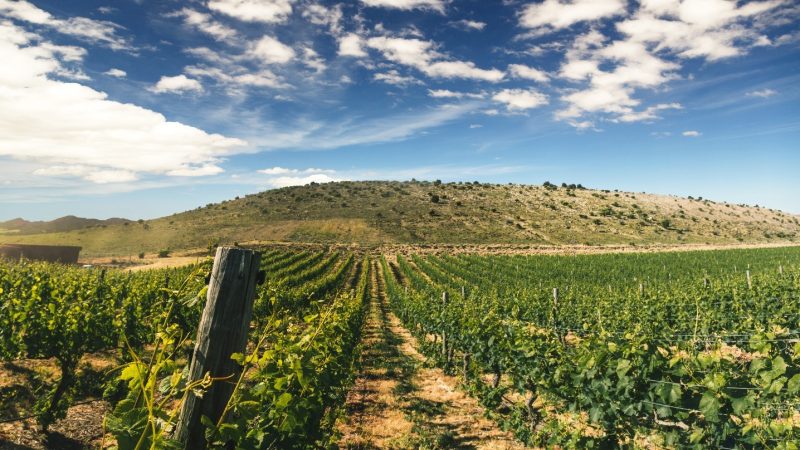 Gibbston-Valley-Winery-Red-Shed-Vineyard-1-1