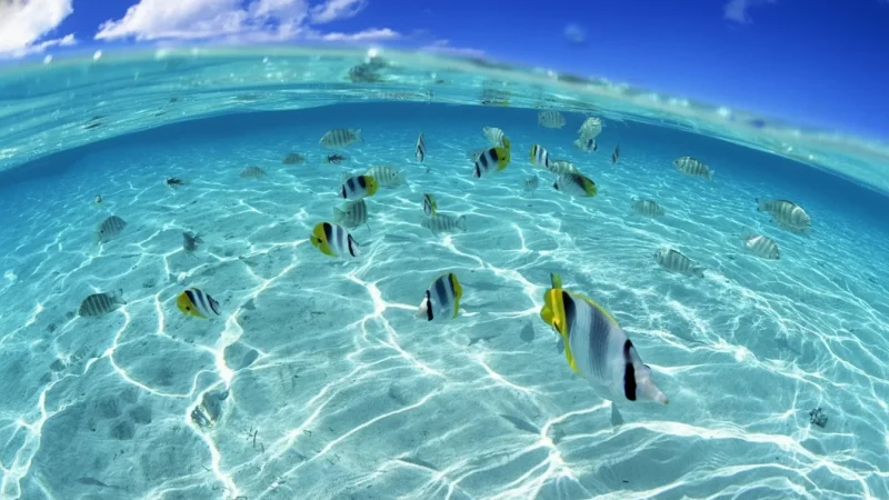 Giftun Island – National Park Protected Area(4)