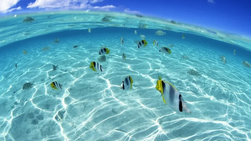 Giftun Islands – Snorkeling & Coral Reefs(5)