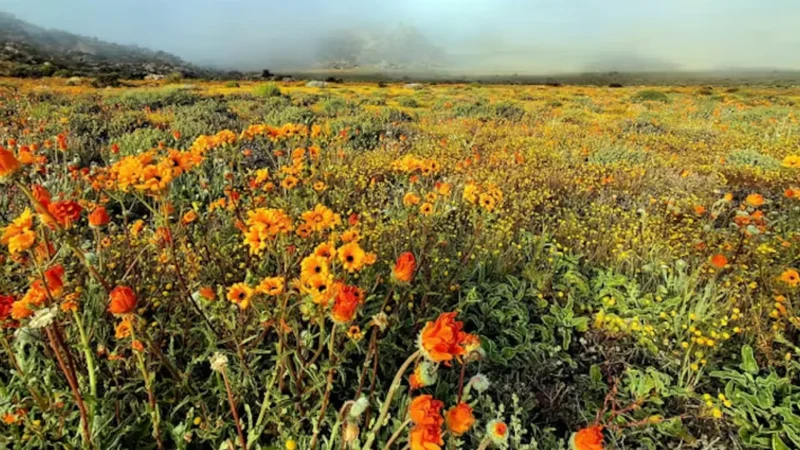 Goegap_Nature_Reserve_тАУ_Flower_fields_and_hiking_01