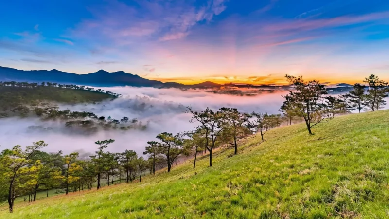 Golden Valley Area – Scenic Pine Forest Zone(2)