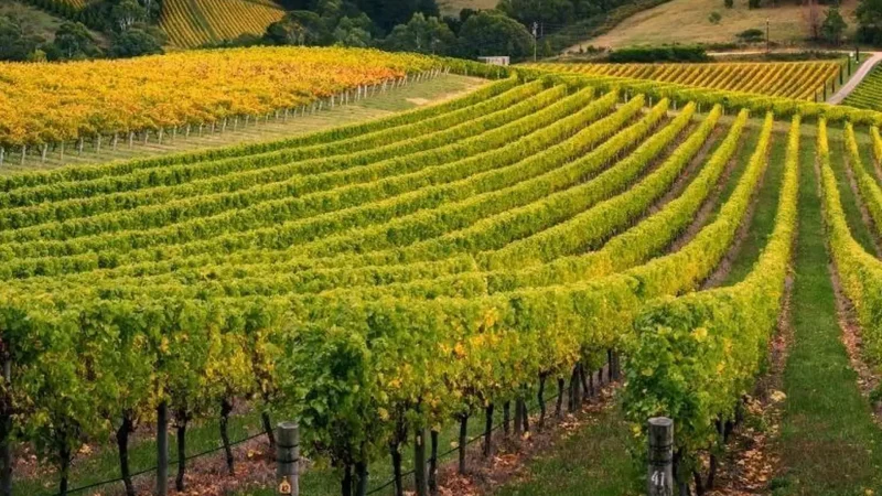 Goumenissa_Vineyards_04