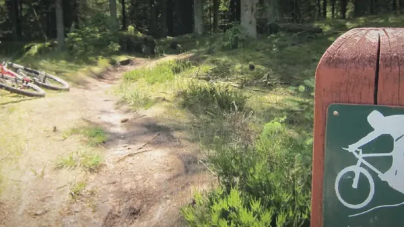 Grene Sande Forest(4)
