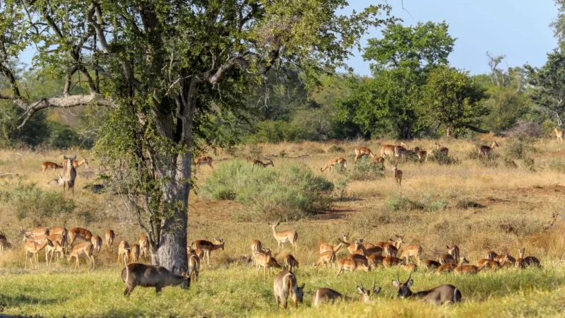 Groenkloof_Nature_Reserve_тАУ_Urban_wildlife_reserve_03