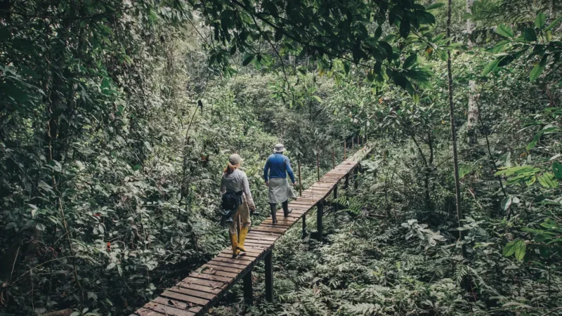 Guided Rainforest Walks – Nature trails(11)