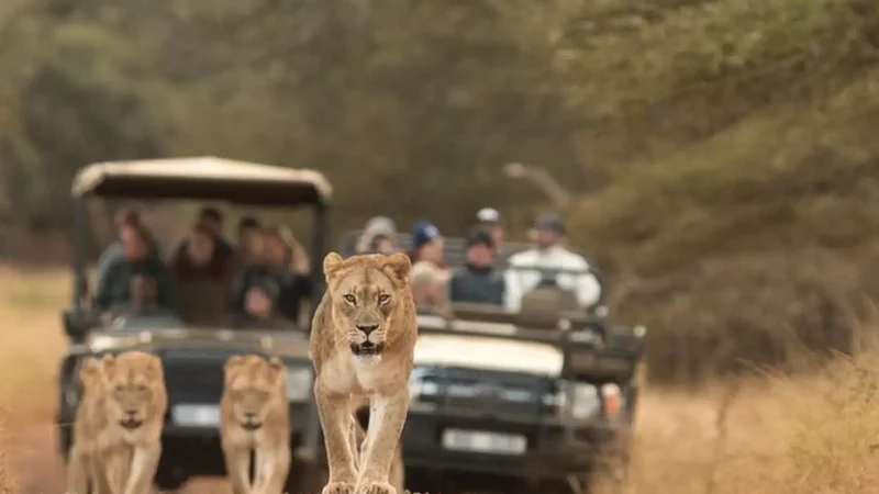Guided_Game_Drives_тАУ_Ranger-led_safaris_04