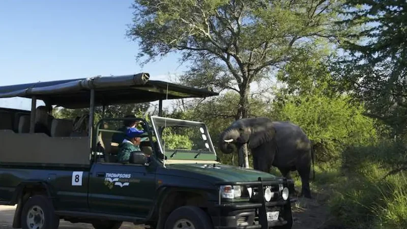 Guided_Game_Drives_тАУ_Ranger-led_safaris_04
