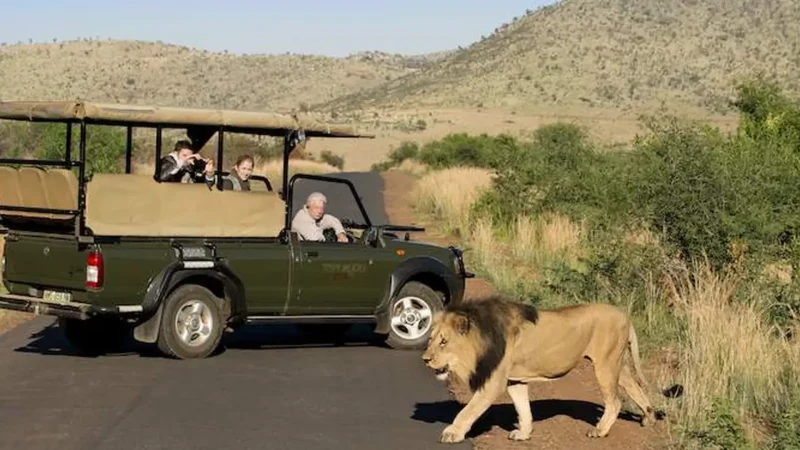Guided_Game_Drives_тАУ_Ranger-led_safaris_05