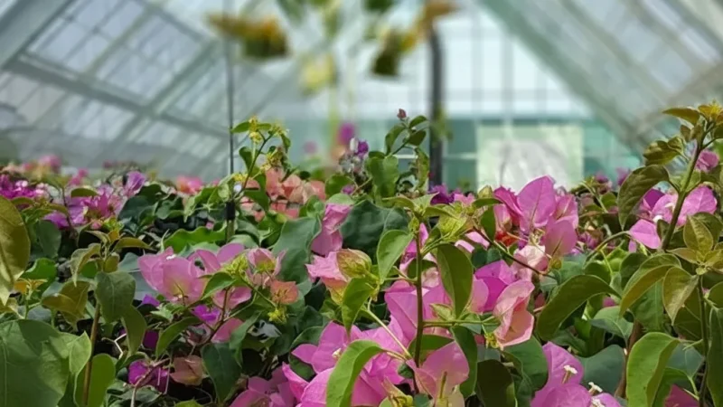 Hakodate Tropical Botanical Garden(4)