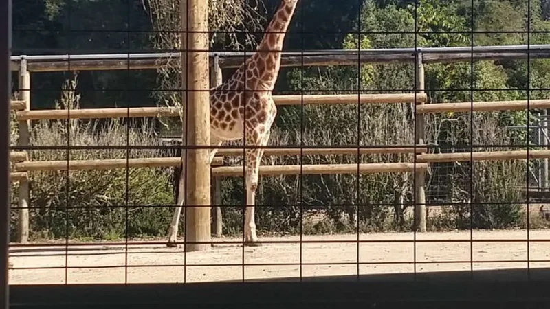 Hamilton_Zoo_тАУ_Wildlife_Park_02