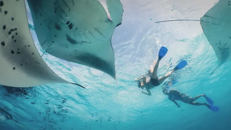 Hanifaru Bay – Manta ray hotspot(1)