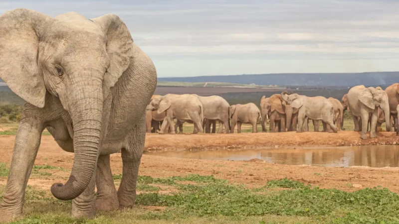 Hapoor_Dam_тАУ_Elephant_activity_area_01