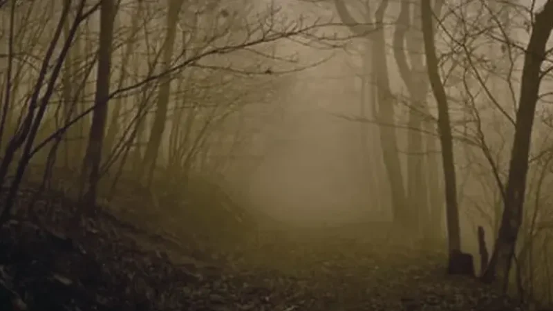 Haunted Wood Trail – Forest walking path(3)
