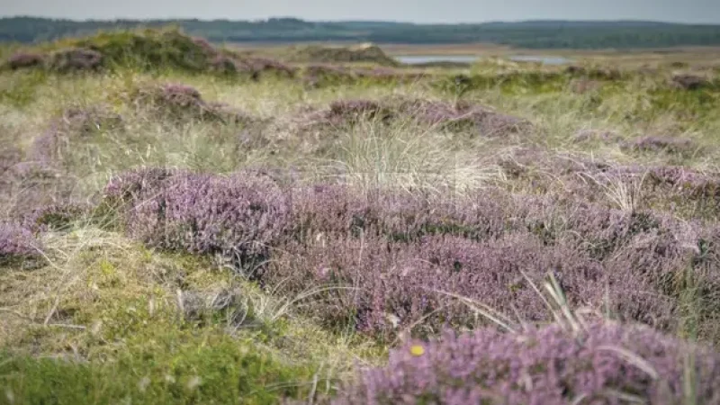 Heather Landscapes – Open natural areas(3)