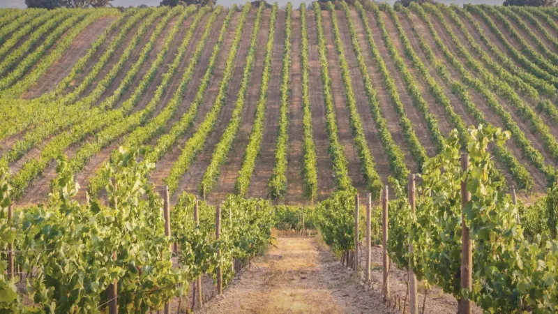 Herdade Vineyards – Estate wine tourism(6)