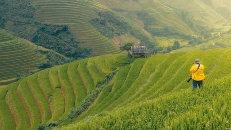 Hoa Lư Local Rice Fields(2)