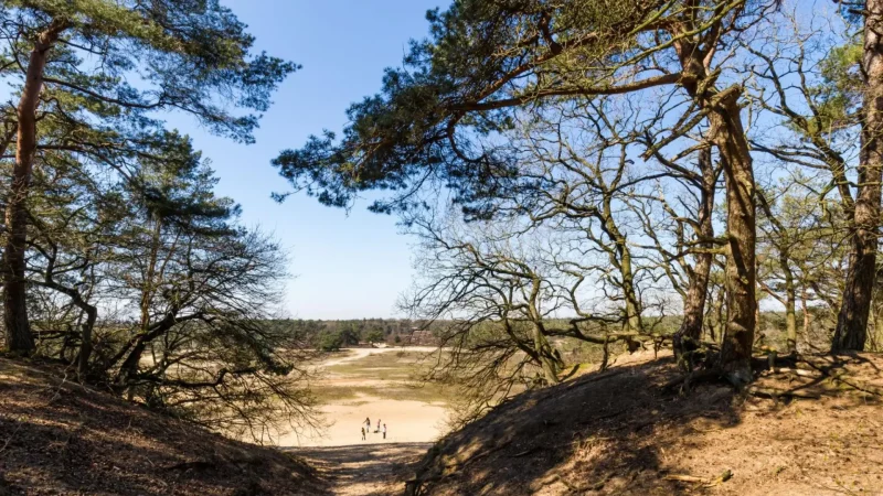 Hoge_Veluwe_National_Park_03