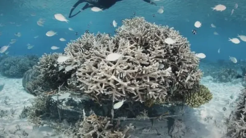 House Reef Snorkeling Area – Coral & reef fish(4)