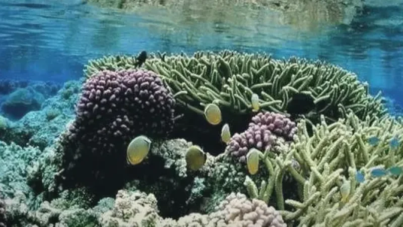House Reef Snorkeling Area(1)