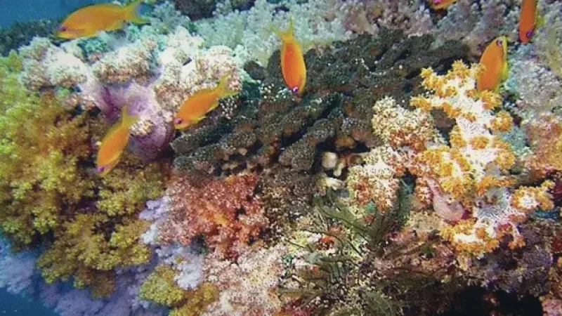 House Reef Snorkeling Area(3)