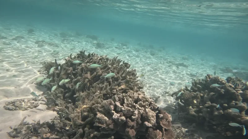 House Reef Snorkeling Area(4)