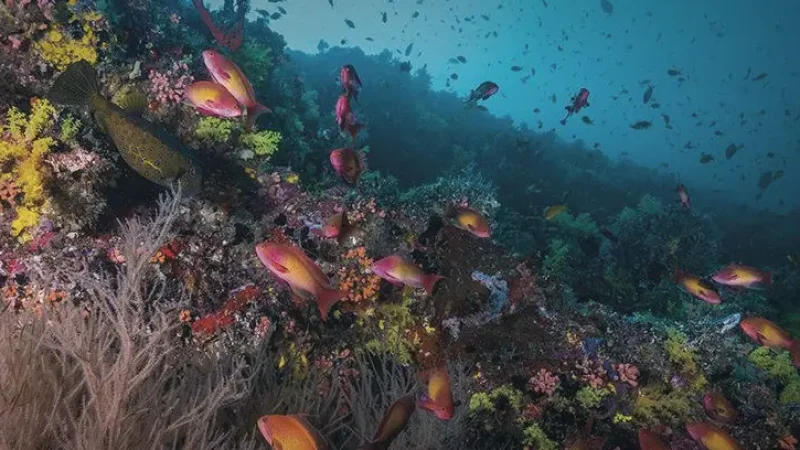 House Reef Snorkeling Spot – Coral & marine life(4)