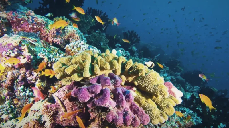 House Reef Snorkeling Zone – A colorful shallow reef with coral life(4)