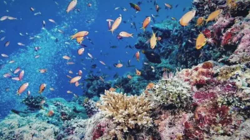 House Reef Snorkelling Area(7)