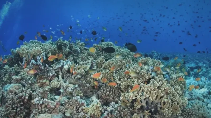House Reef – A colorful reef with marine life(4)