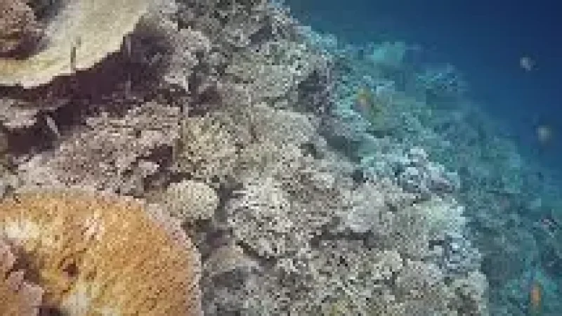 House Reef – A colorful shallow snorkeling(5)
