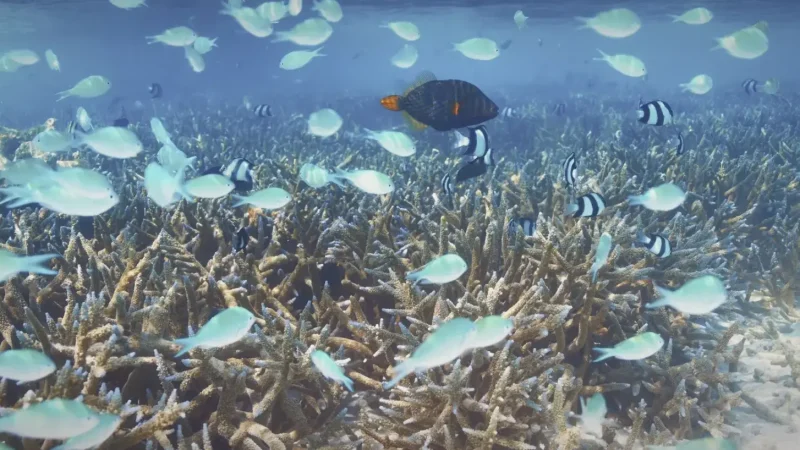 House Reef – A shallow colorful reef with marine life(3)