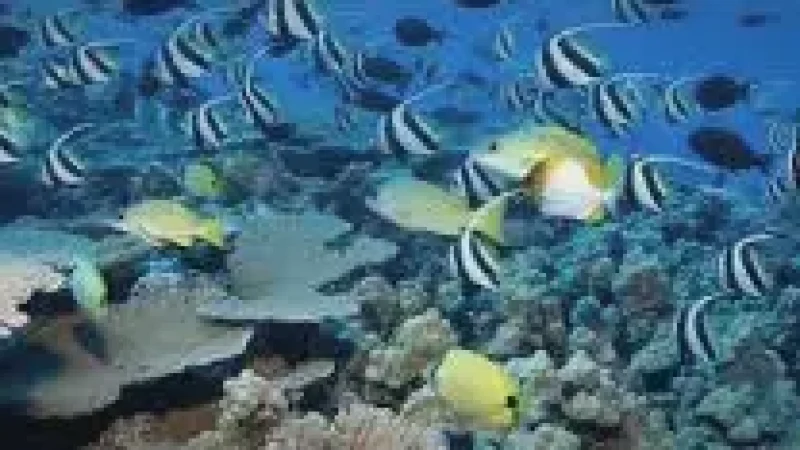 House Reef – A shallow colorful reef with marine(1)