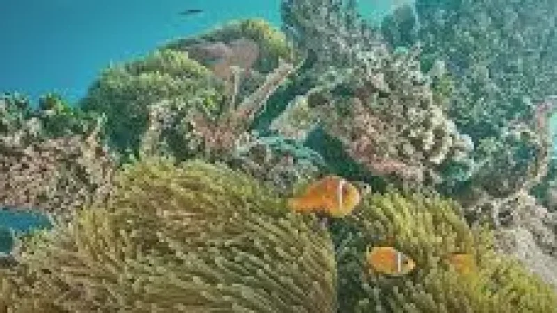 House Reef – A shallow colorful reef with(2)