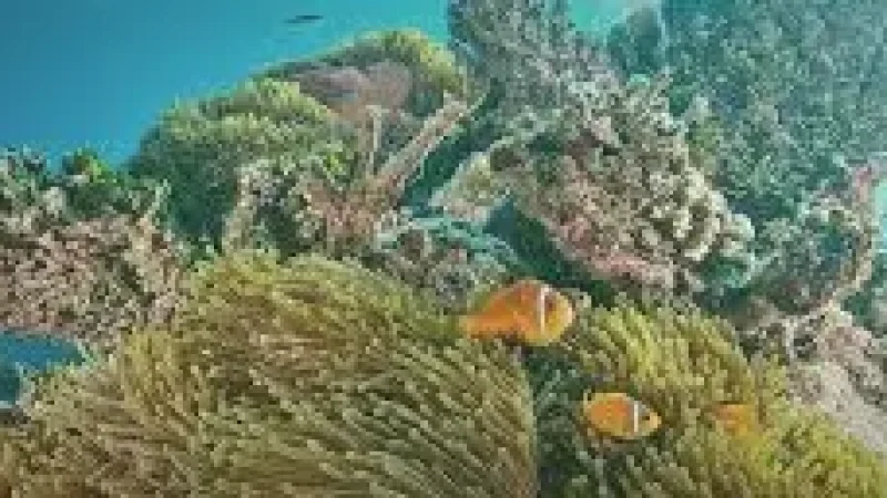 House Reef – A shallow coral reef with colorful(6)