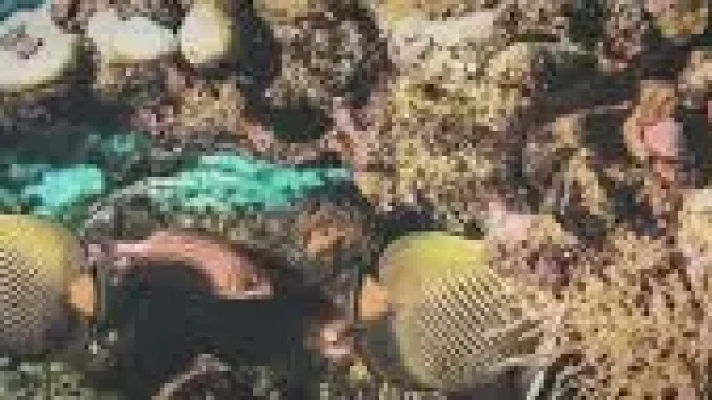 House Reef – A shallow reef with colorful mar(3)