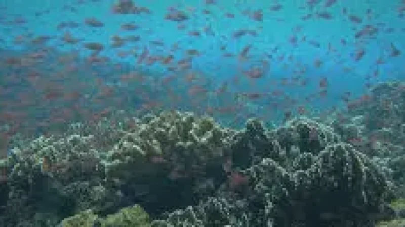 House Reef – A shallow reef with colorful marine(3)