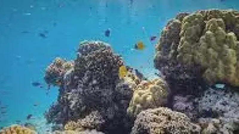 House Reef – A shallow reef with colorful marine(3)