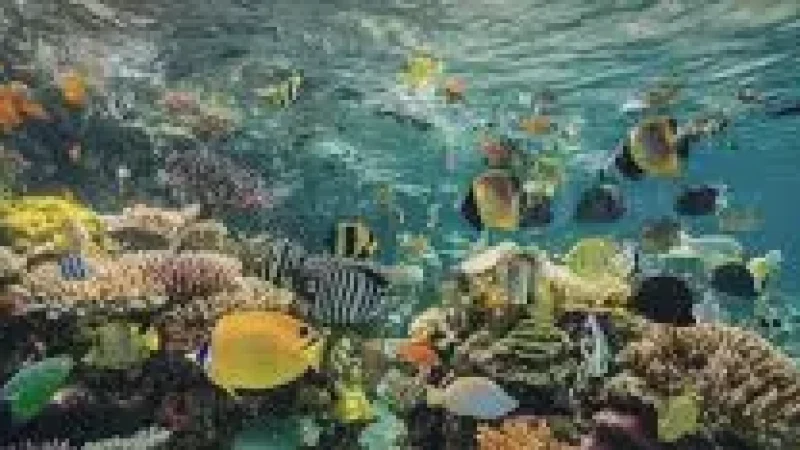 House Reef – A shallow reef with colorful(6)