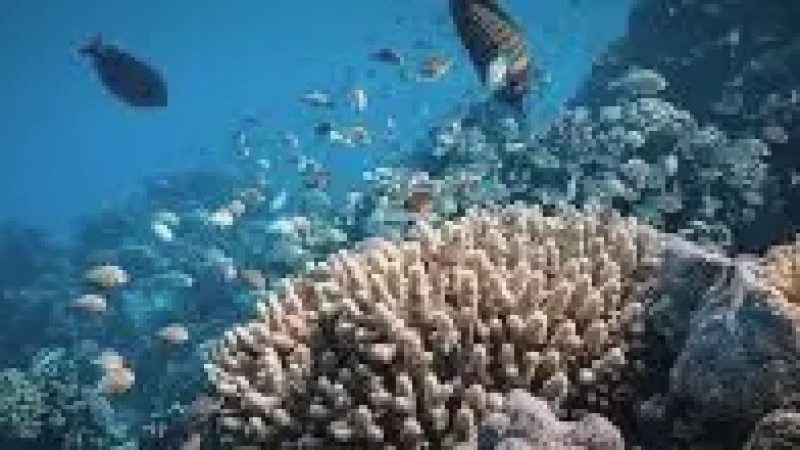 House Reef – A shallow reef with(2)