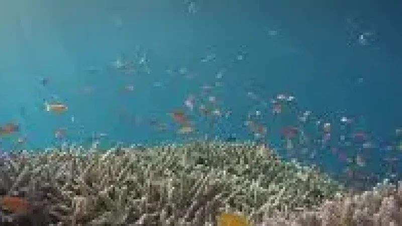 House Reef – A shallow reef(5)
