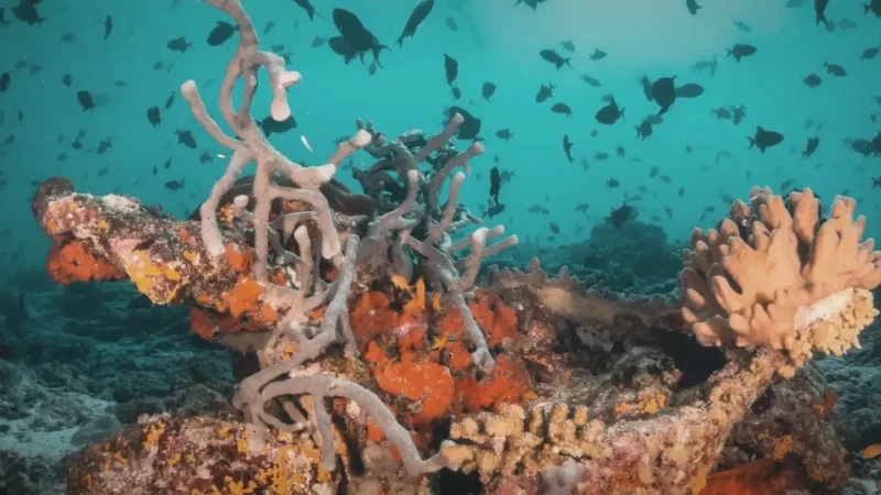 House Reef – Clear snorkeling area with coral life(2)
