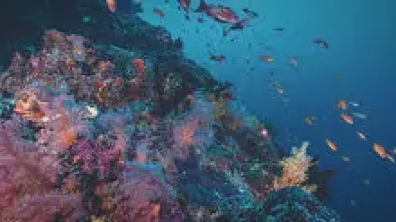House Reef – Colorful coral and marine life(3)