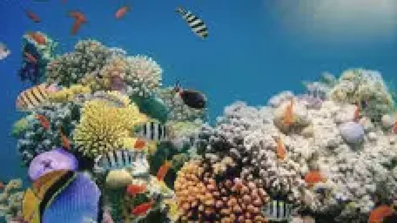 House Reef – Colorful coral and marine(1)