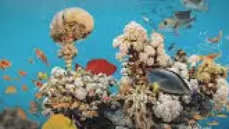 House Reef – Colorful coral and r(5)